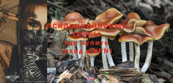 шишки Аркадак